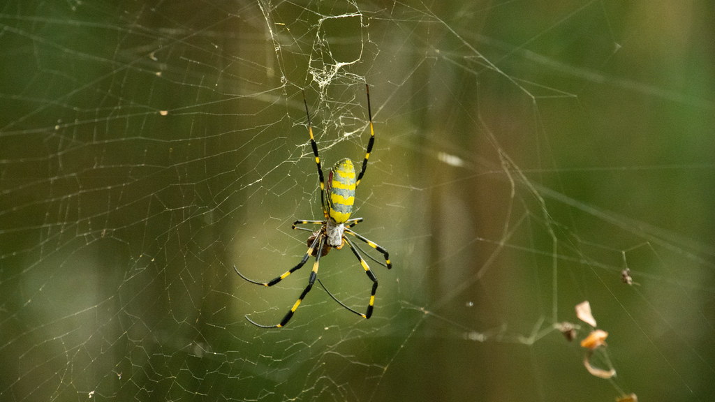 Bite Myths Debunked: The Truth About Joro Spider Venom (image credits: flickr)