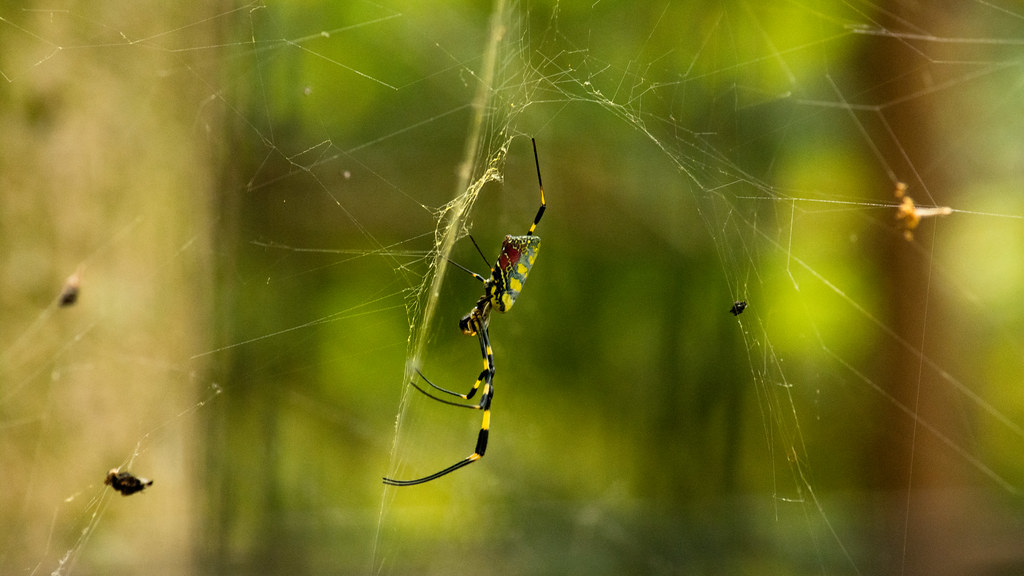 Economic Benefits: The Hidden Value of Natural Pest Control (image credits: flickr)