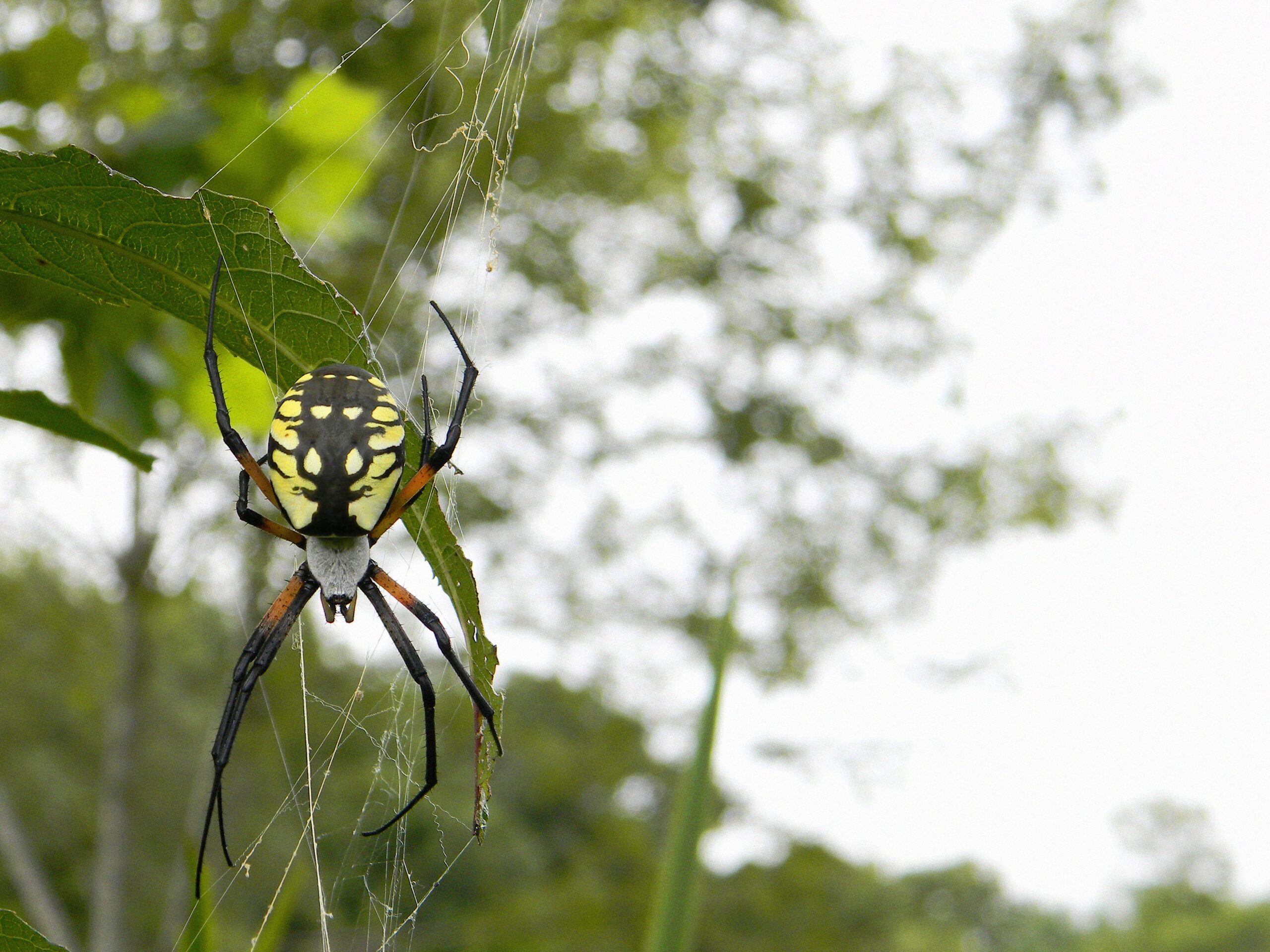 Dispelling Common Fears and Misconceptions (image credits: wikimedia)