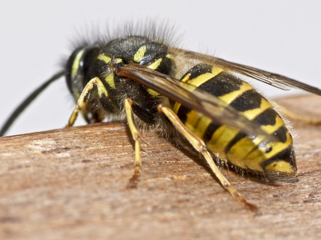 The Great Wasp Misunderstanding (image credits: flickr)