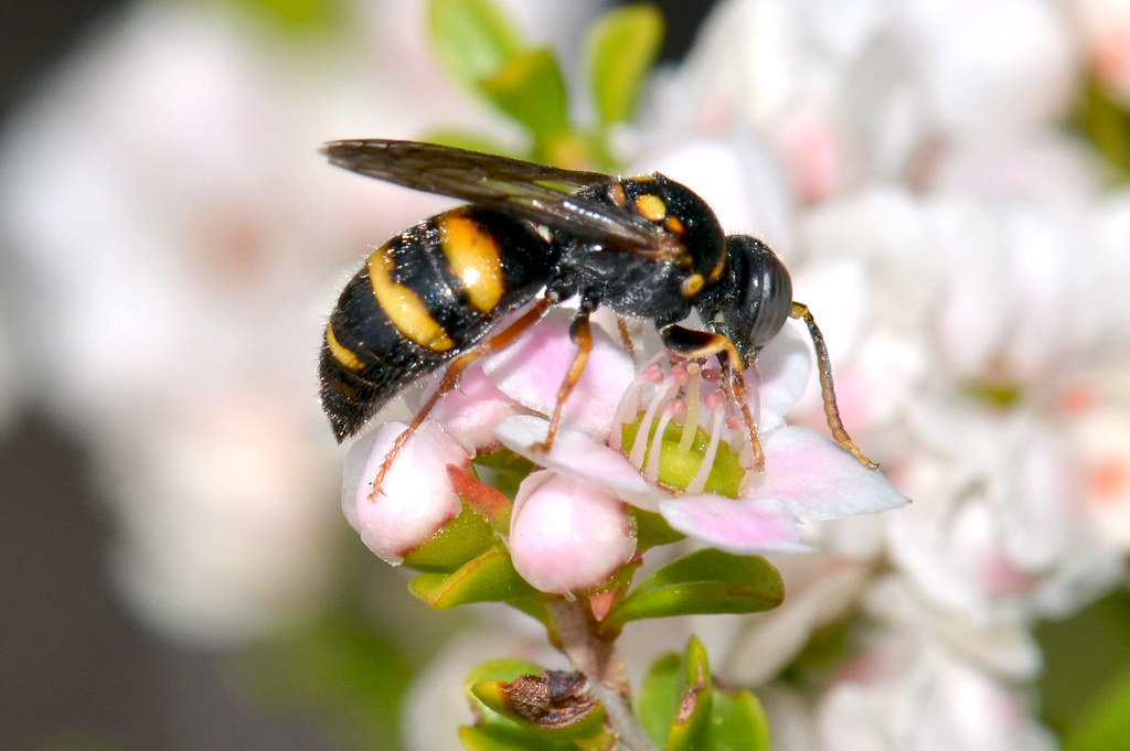 Ancient Pollinators with Modern Importance (image credits: flickr)