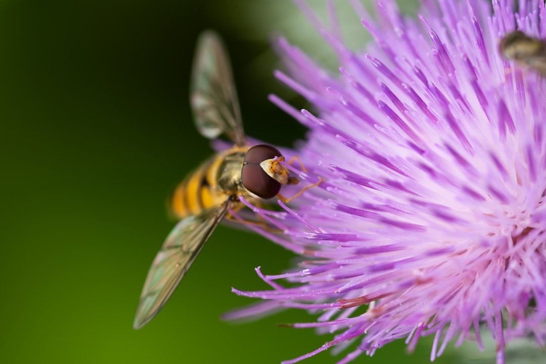 How Wasps Actually Pollinate (image credits: unsplash)