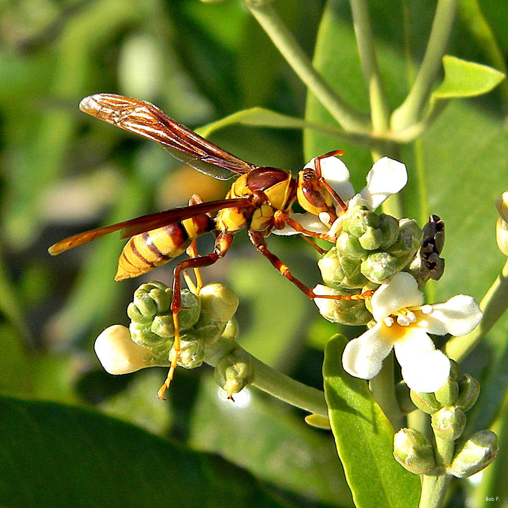Critical Plants That Depend on Wasps (image credits: flickr)