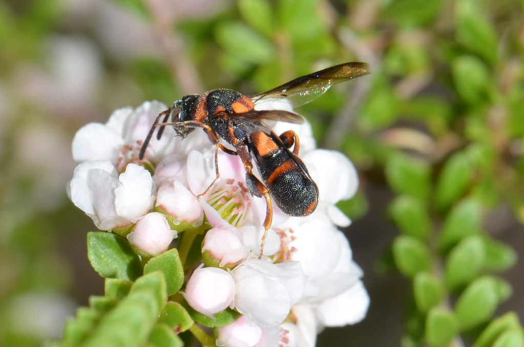 The Economic Value of Wasp Pollination (image credits: flickr)