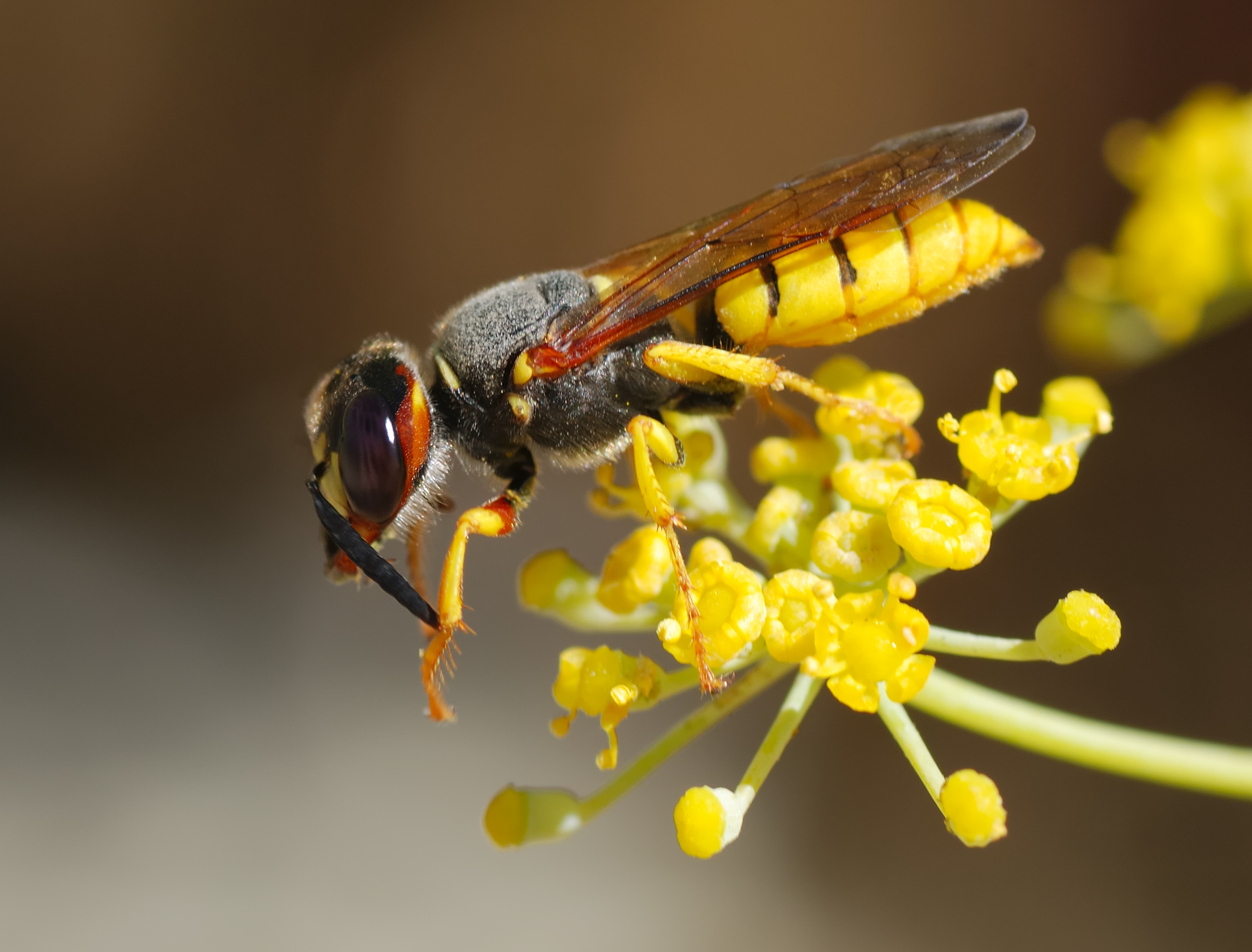 Wasp Behavior Around Flowers (image credits: wikimedia)
