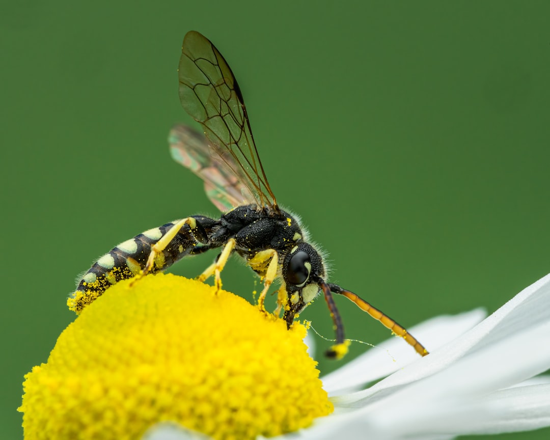 Geographic Importance of Wasp Pollinators (image credits: unsplash)