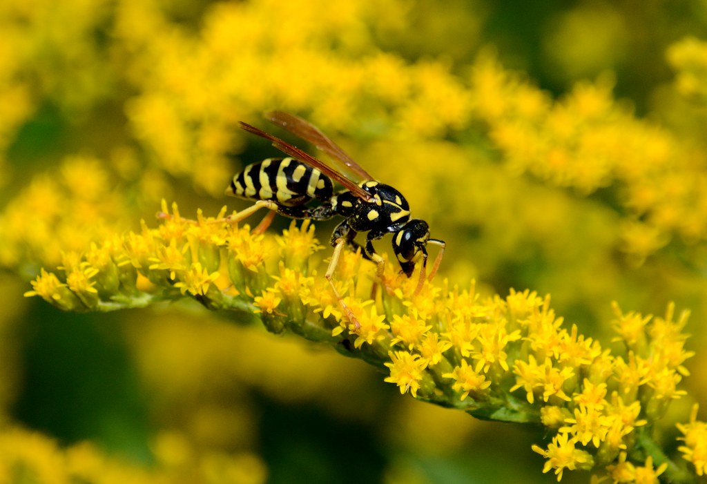 How to Support Wasp Pollinators in Your Garden (image credits: flickr)