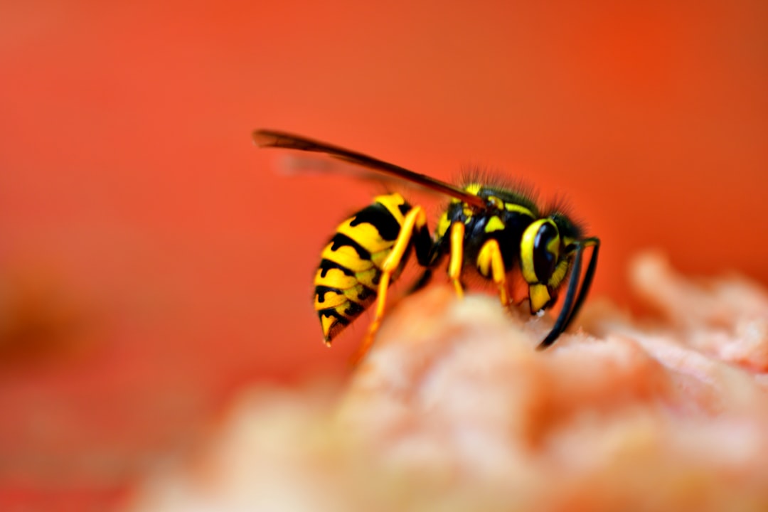 Distinguishing Beneficial Wasps from Aggressive Species (image credits: unsplash)