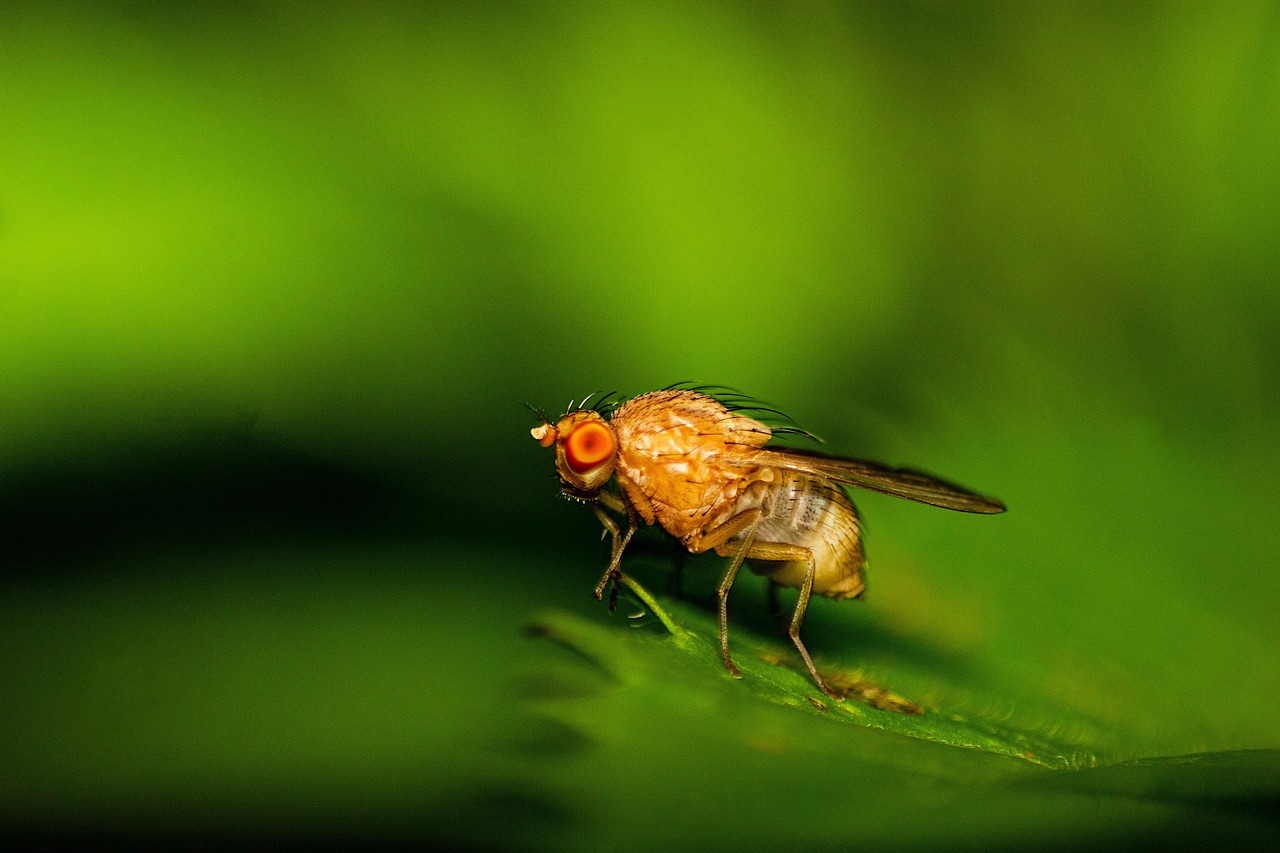 Fruit Flies: The Ultimate Space Subjects (image credits: pixabay)