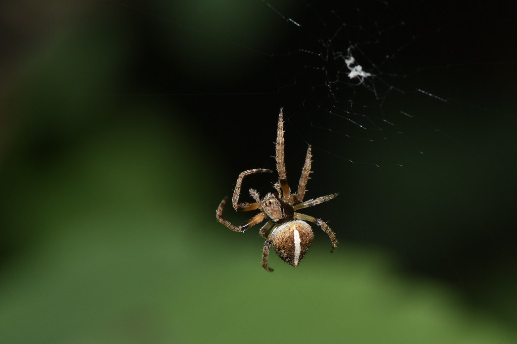 Spiders Weaving New Possibilities (image credits: flickr)