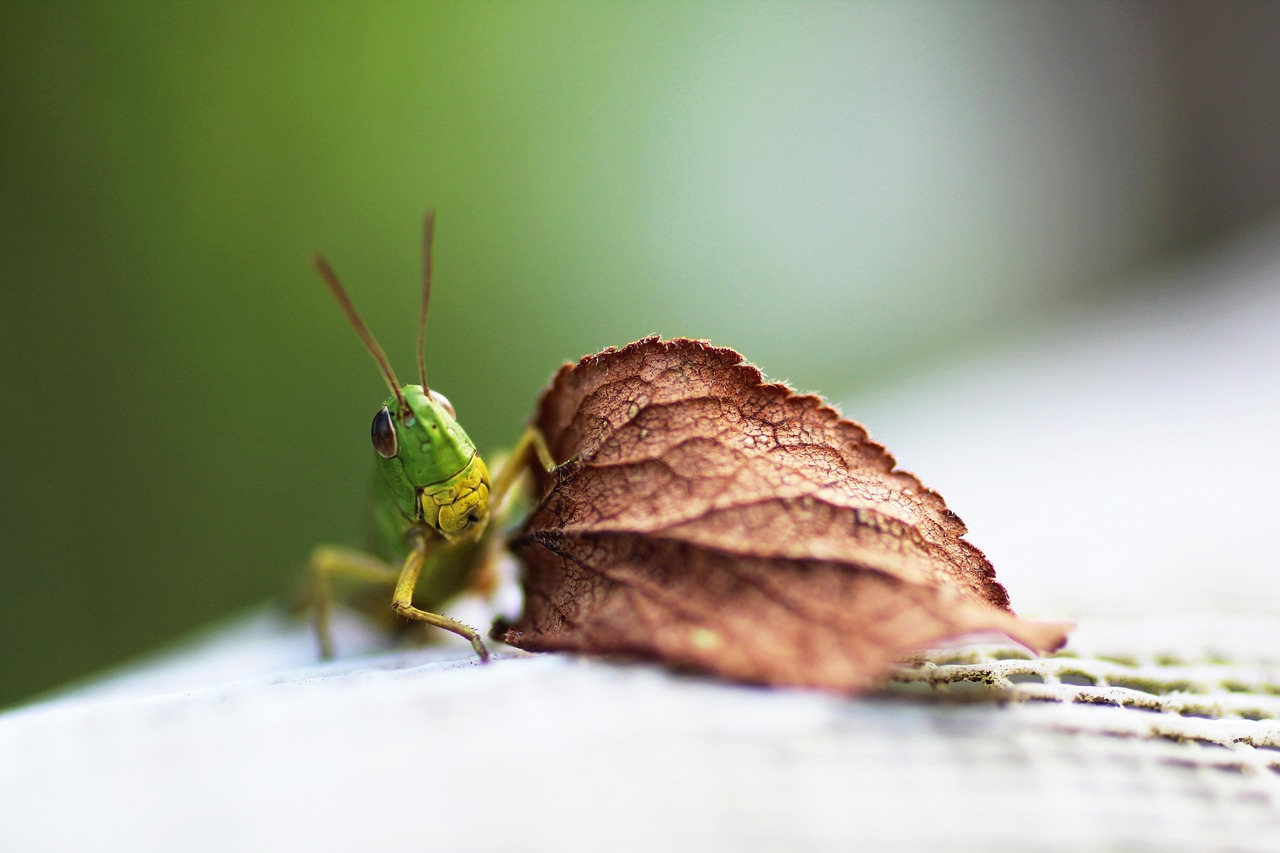 Crickets and the Sound of Space (image credits: pixabay)