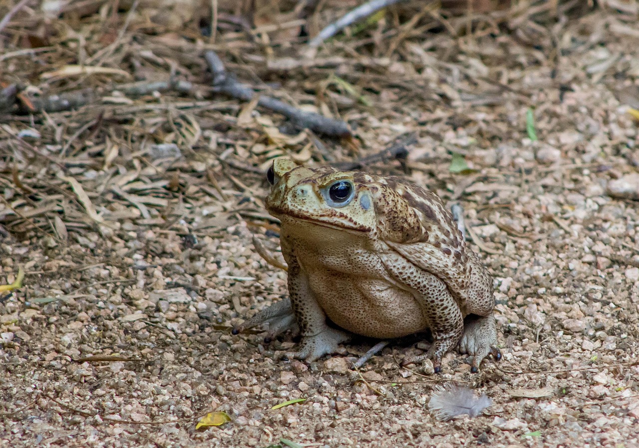 When Cane Toads Conquered Australia (image credits: pixabay)