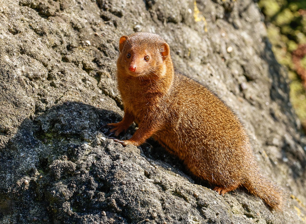 The Mongoose That Missed Its Mark (image credits: pixabay)