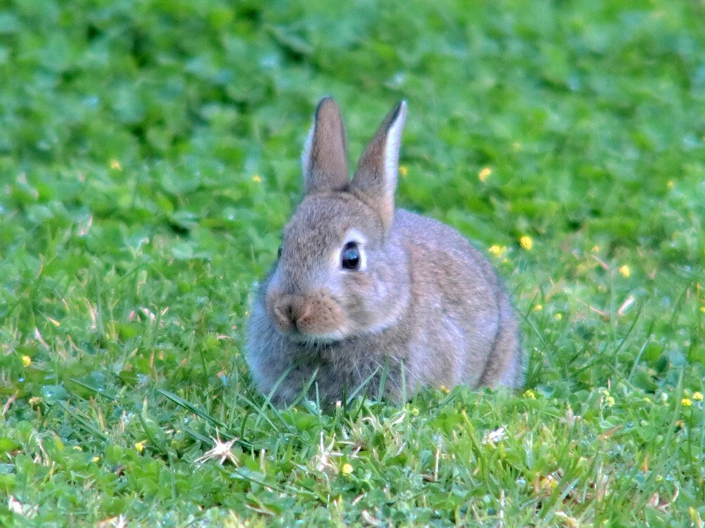 The Rabbit Plague That Overran a Continent (image credits: flickr)