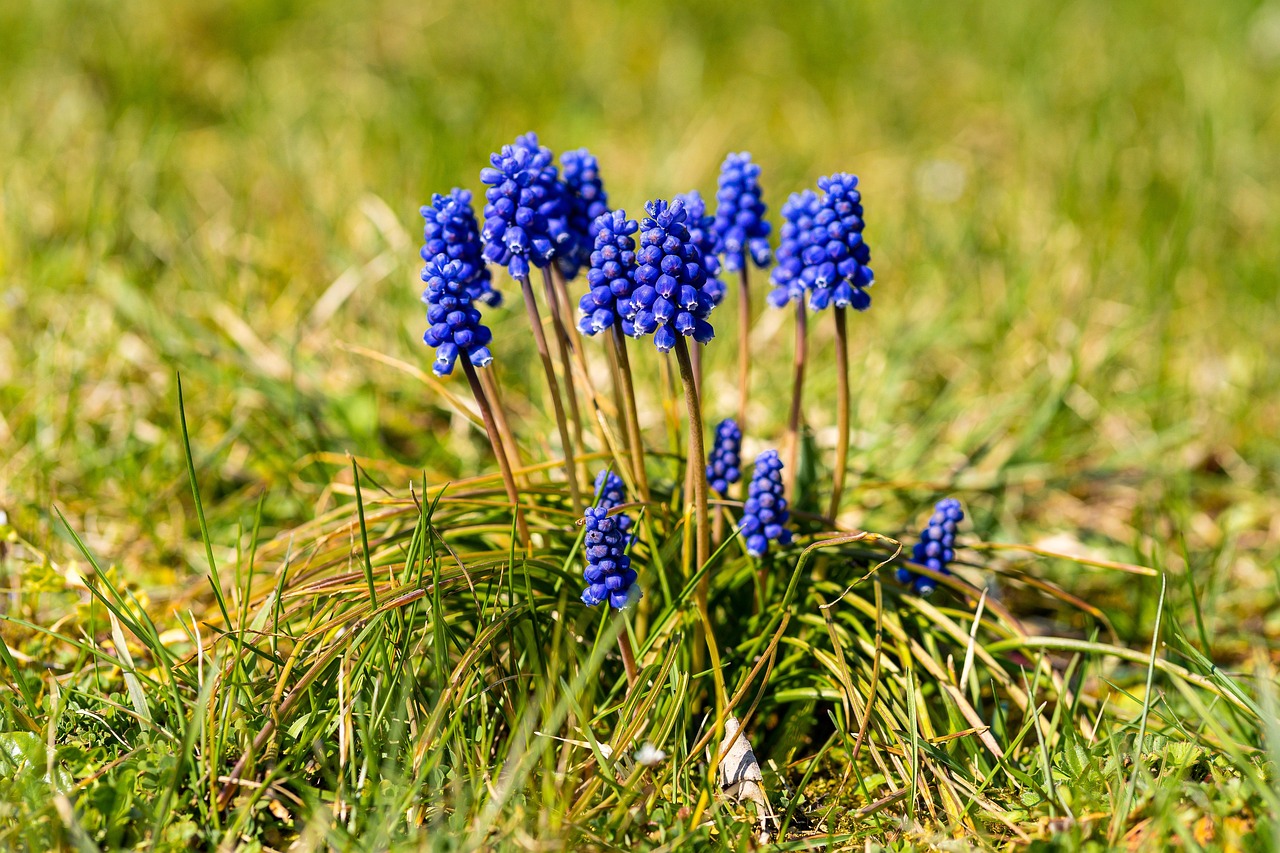 Water Hyacinth: The Beautiful Menace (image credits: pixabay)
