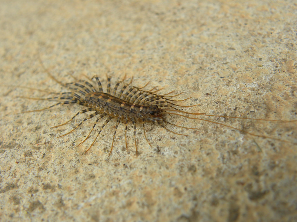 House Centipedes: The Bathroom's Unexpected Predator (image credits: flickr)