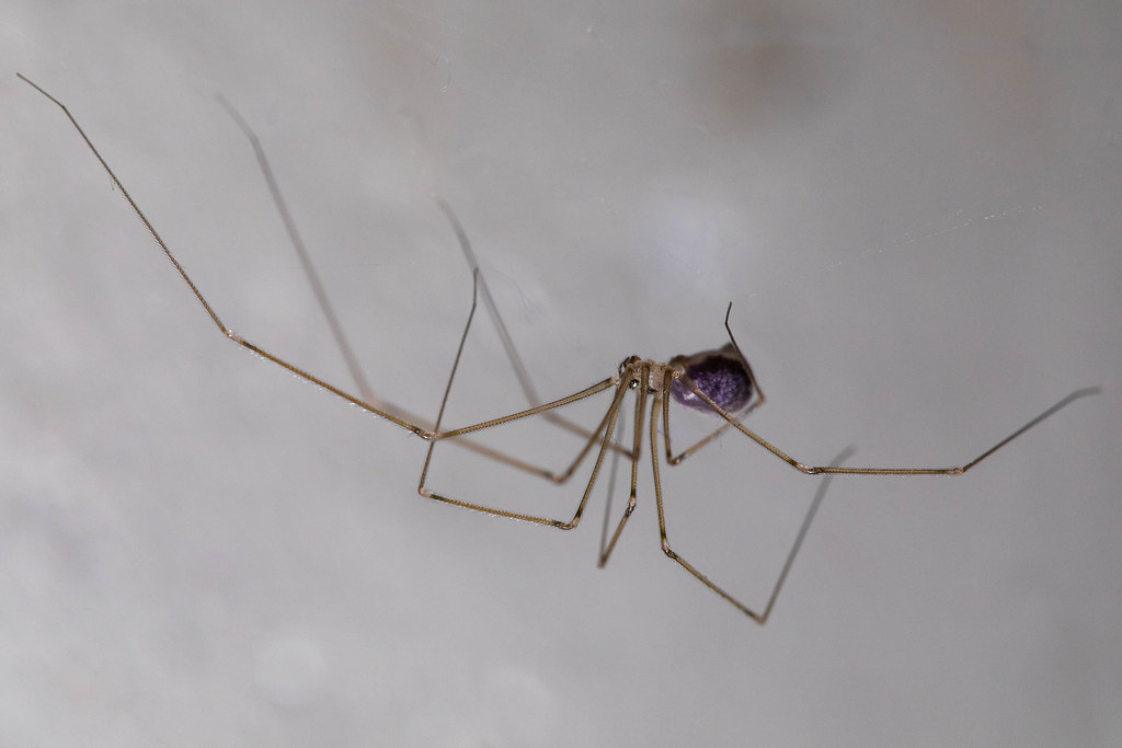 Why Spiders Set Up Shop in Your Shower (image credits: flickr)