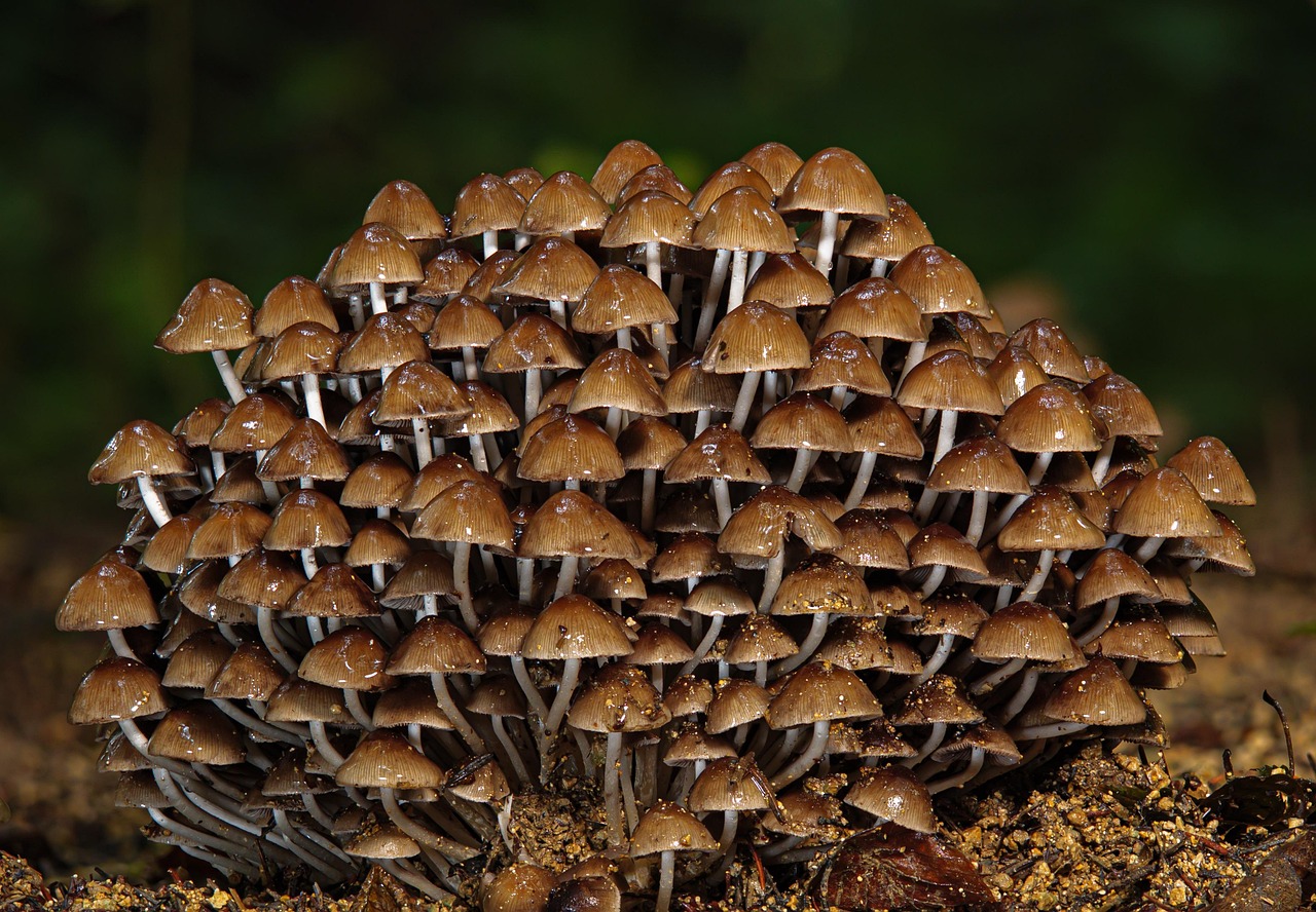 The Fungus Among Us: Bathroom Mold as a Food Source (image credits: pixabay)
