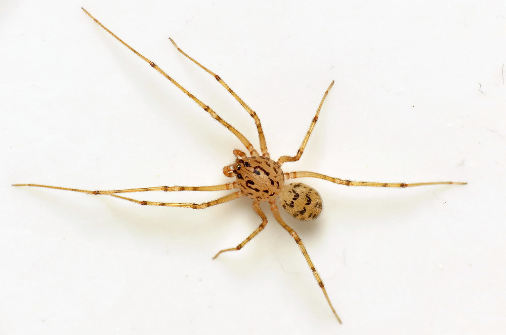 The Seasonal Migrations Into Your Bathroom (image credits: flickr)
