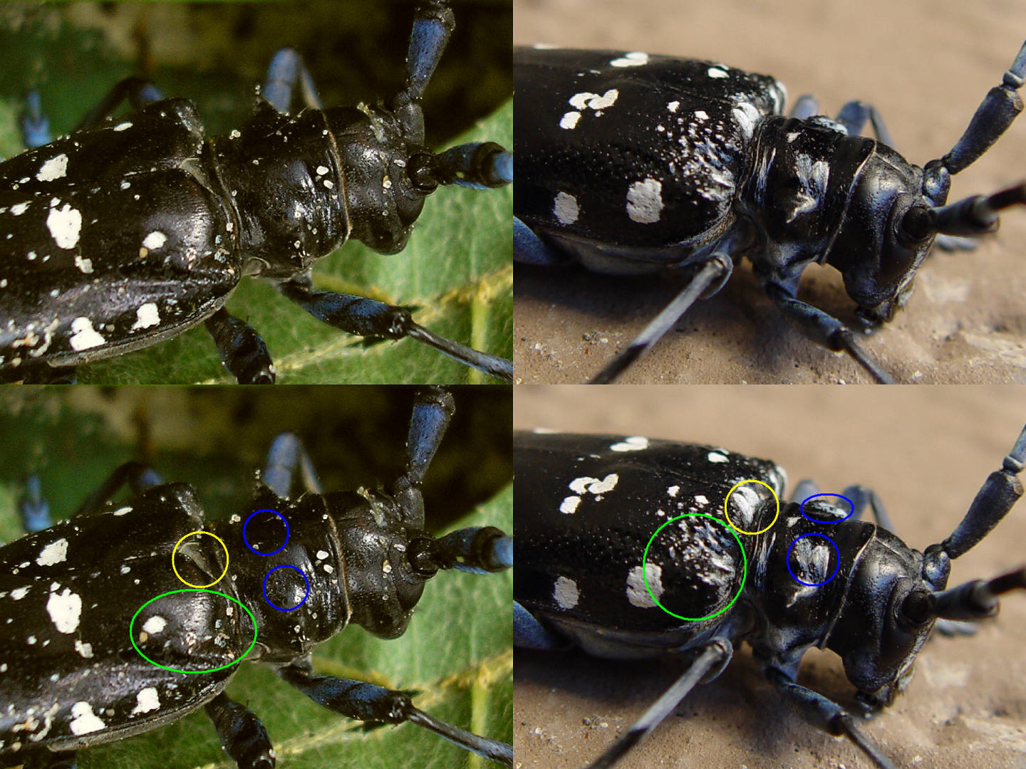 The Accidental Invasion That Changed Everything (image credits: wikimedia)