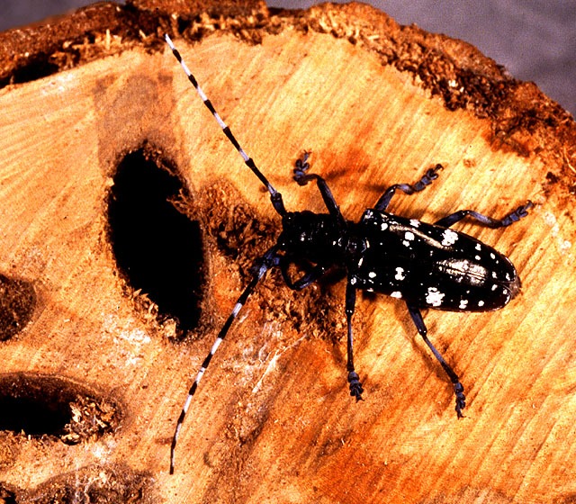 Tree Species Under Siege: The Beetle's Preferred Victims (image credits: By US gov, Public domain, https://commons.wikimedia.org/w/index.php?curid=4136469)