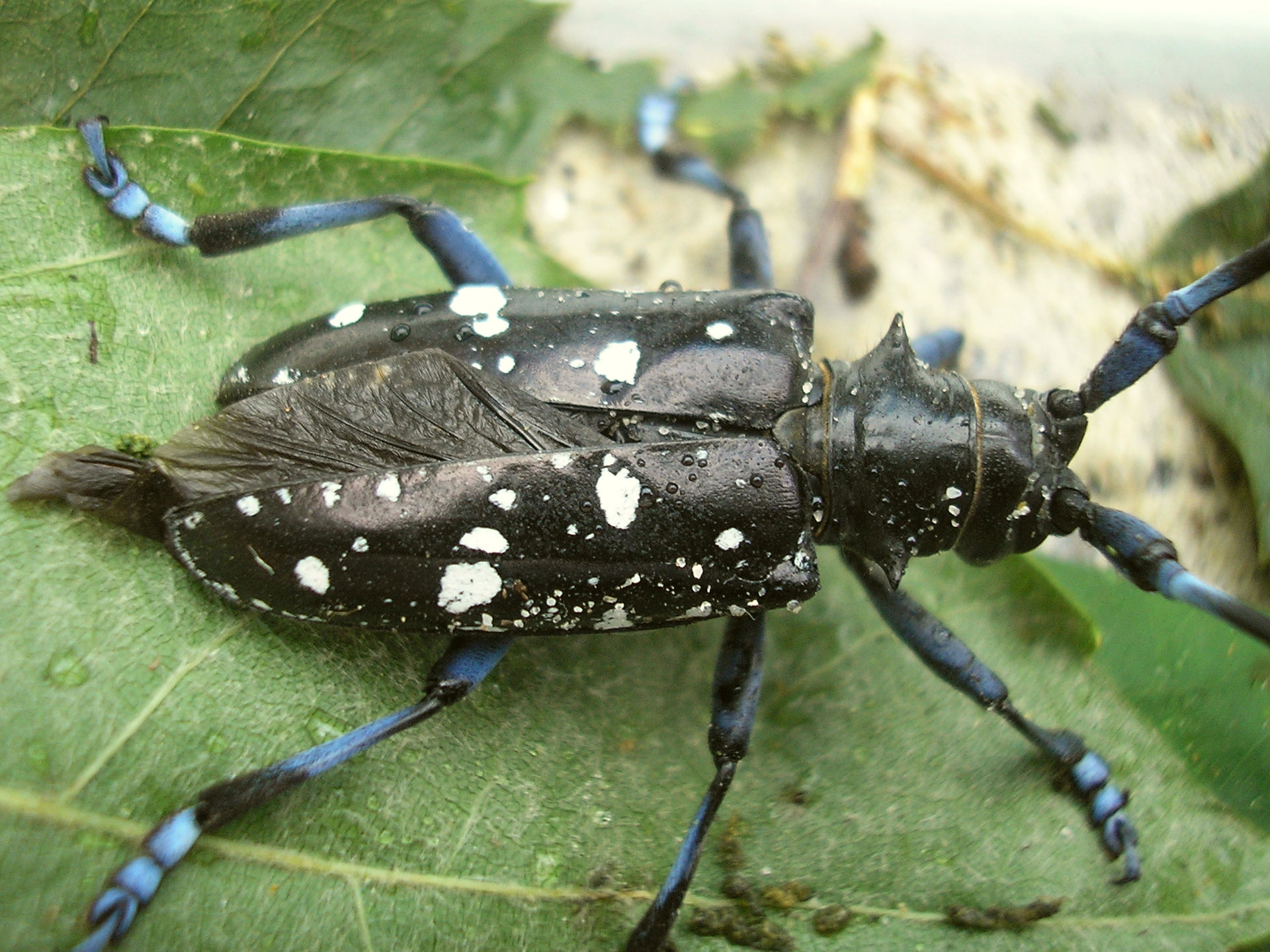 Detective Work: How Scientists Track These Silent Killers (image credits: wikimedia)