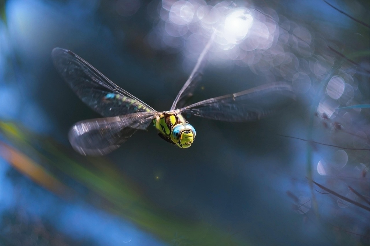 The Flash of the Insect World: Dragonflies and Super Speed (image credits: pixabay)