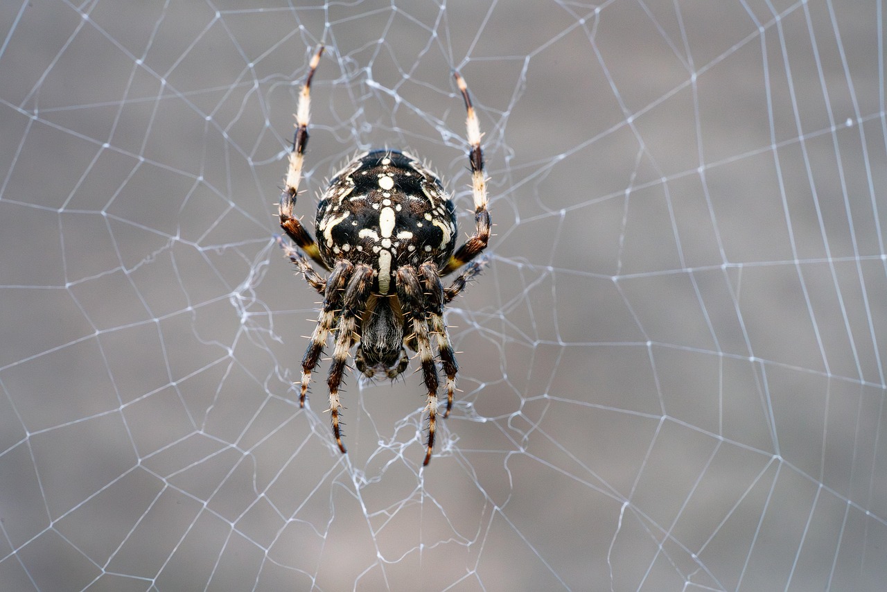 The Spider-Man Connection: Arachnids and Web-Slinging Powers (image credits: pixabay)