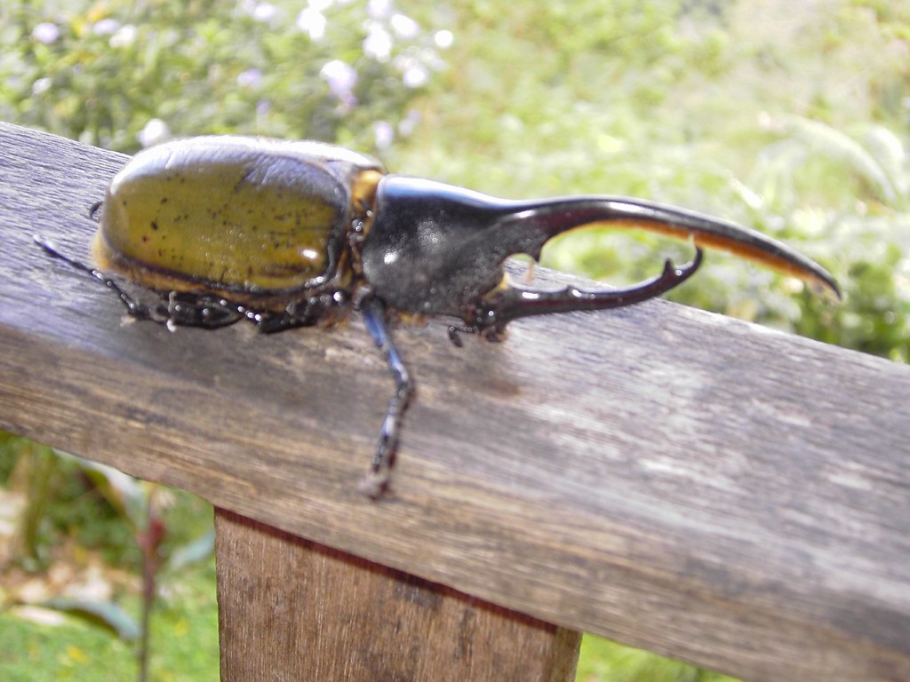 The Incredible Hulk: Hercules Beetles and Extreme Strength (image credits: flickr)