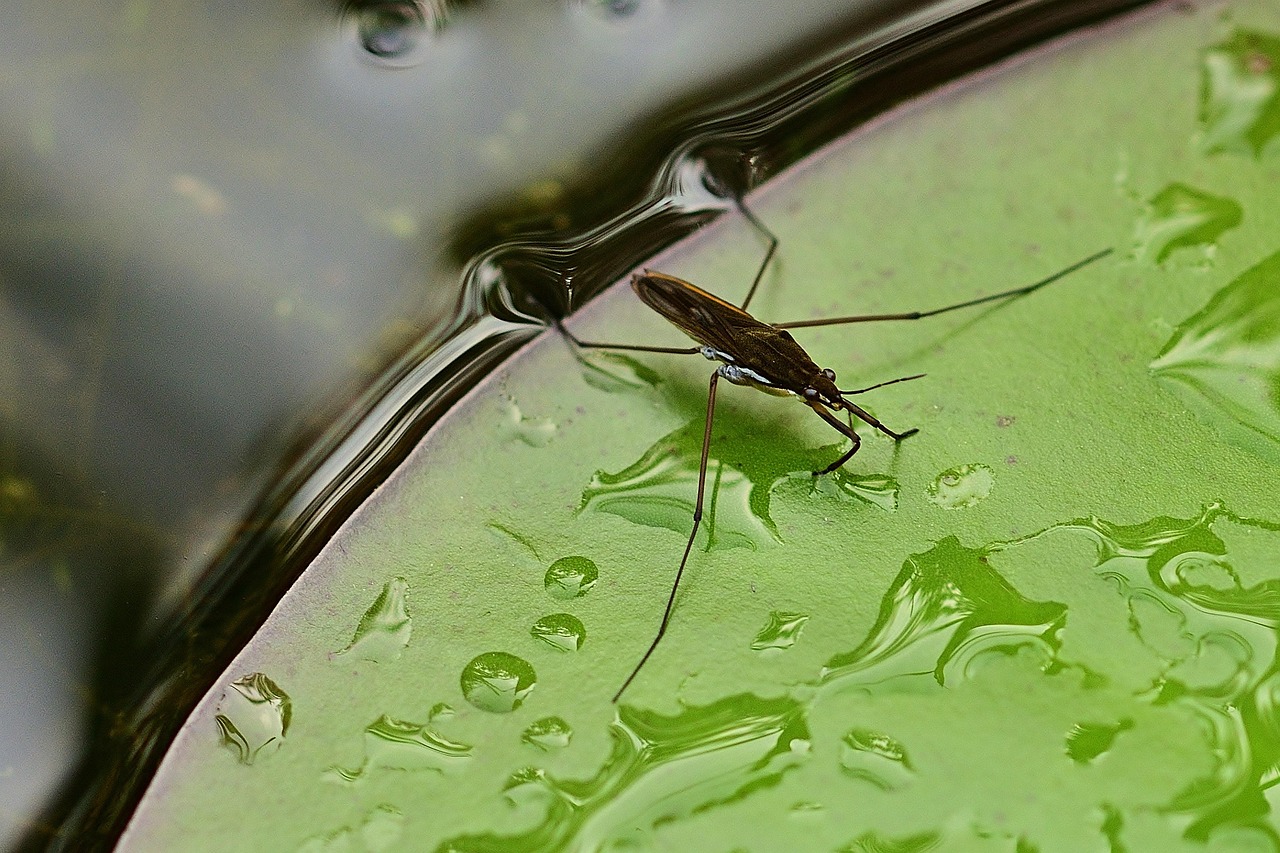 The Aquaman of Insects: Water Striders and Surface Tension Mastery (image credits: pixabay)