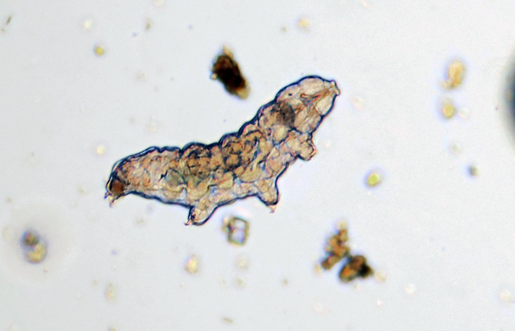 The Superman of Survival: Tardigrades and Extreme Endurance (image credits: flickr)