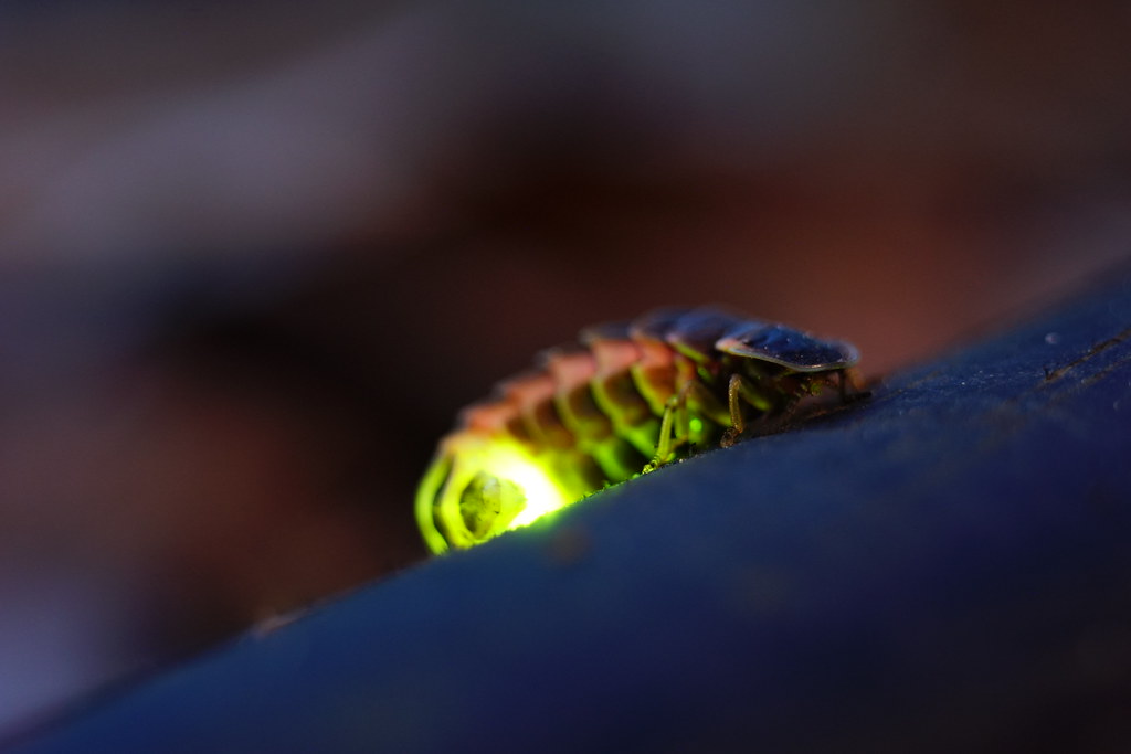 The Green Lantern's Light: Fireflies and Bioluminescent Powers (image credits: flickr)