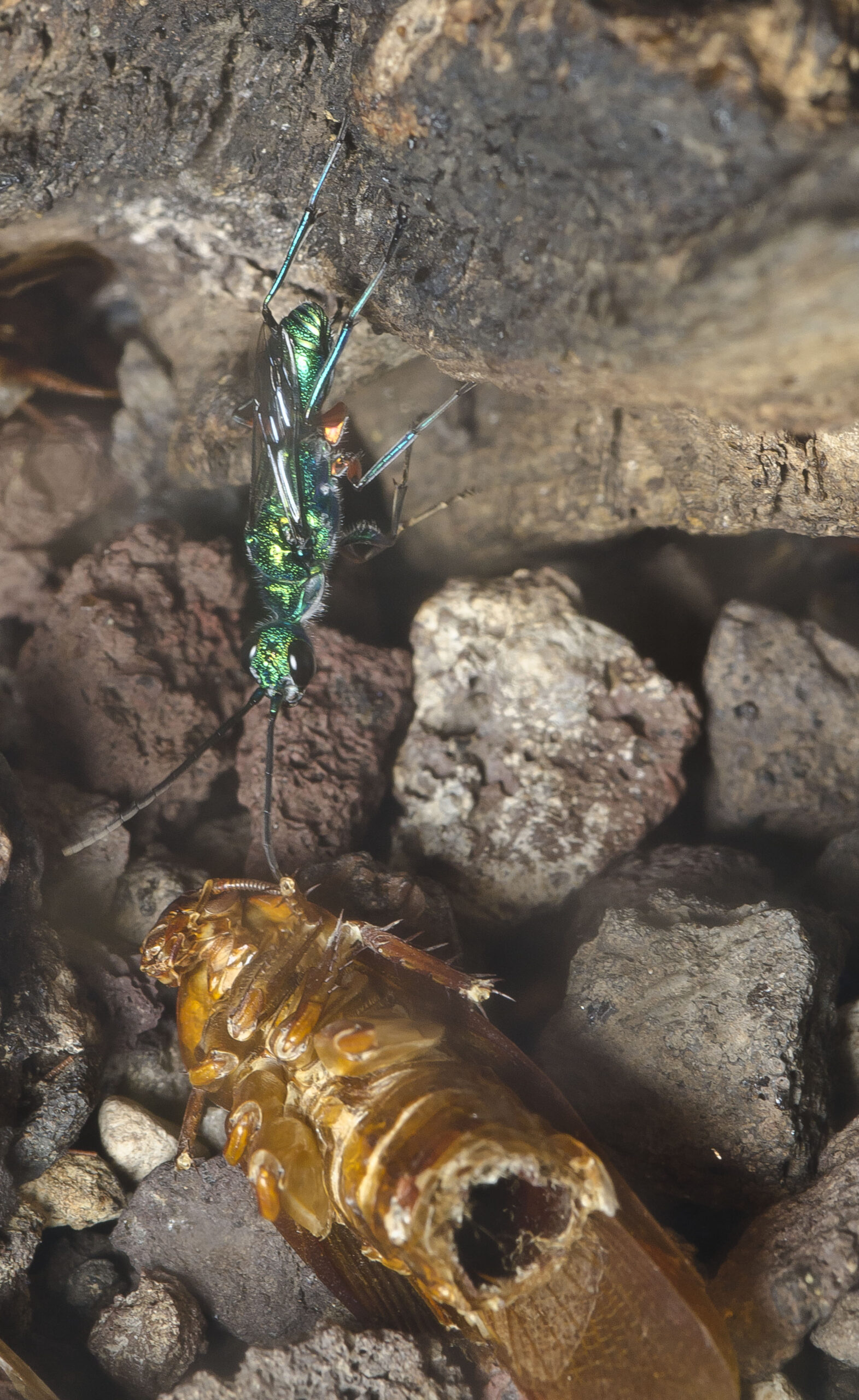 The Doctor Strange of Insects: Parasitic Wasps and Mind Control (image credits: By Pjt56 --- If you use the picture outside Wikipedia I would appreciate a short e-mail to pjt56@gmx.net or a message on my discussion page, CC BY-SA 4.0, https://commons.wikimedia.org/w/index.php?curid=39711641)
