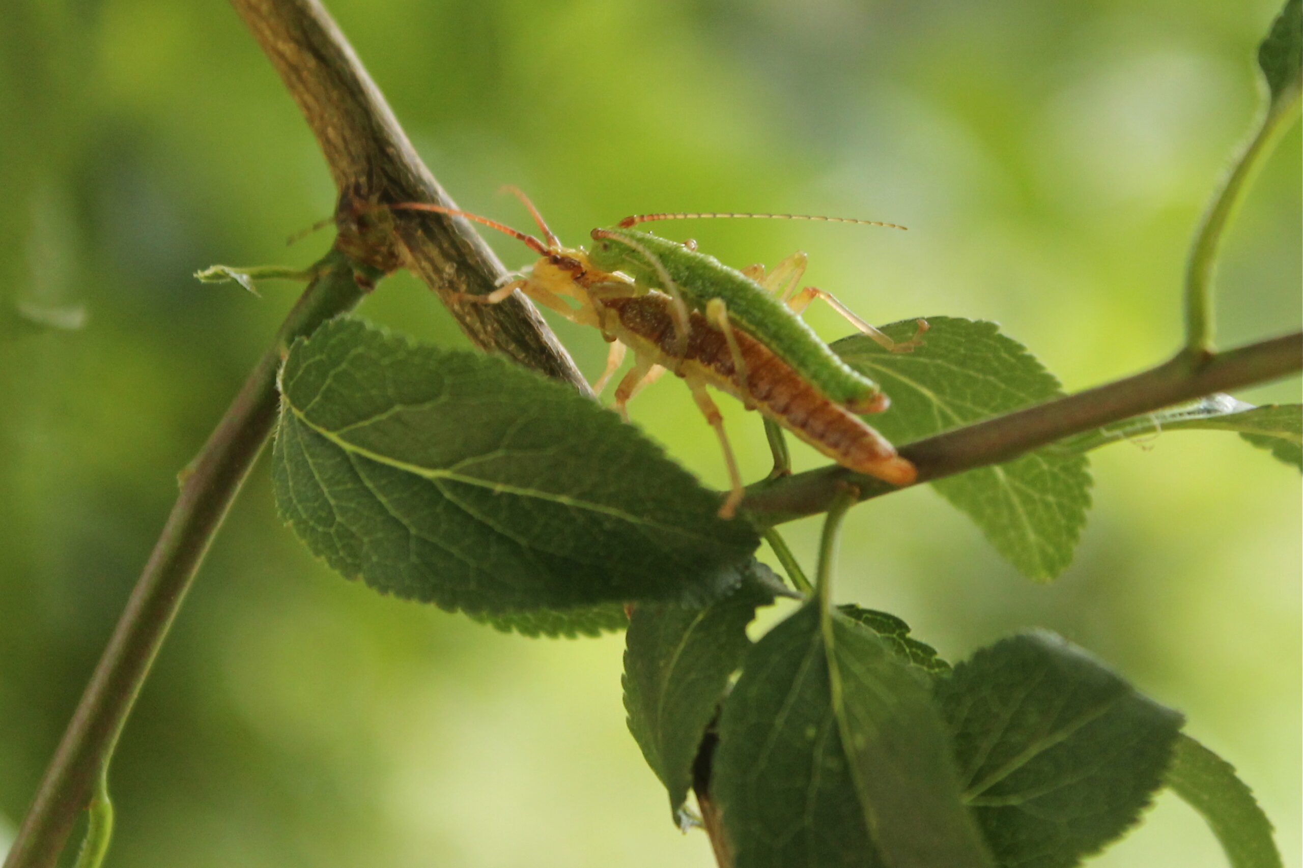 Environmental Triggers That Activate Early Reproduction (image credits: Mating pair of Stick Insect (Timema sp.), CC BY-SA 2.0, https://commons.wikimedia.org/w/index.php?curid=37351244)