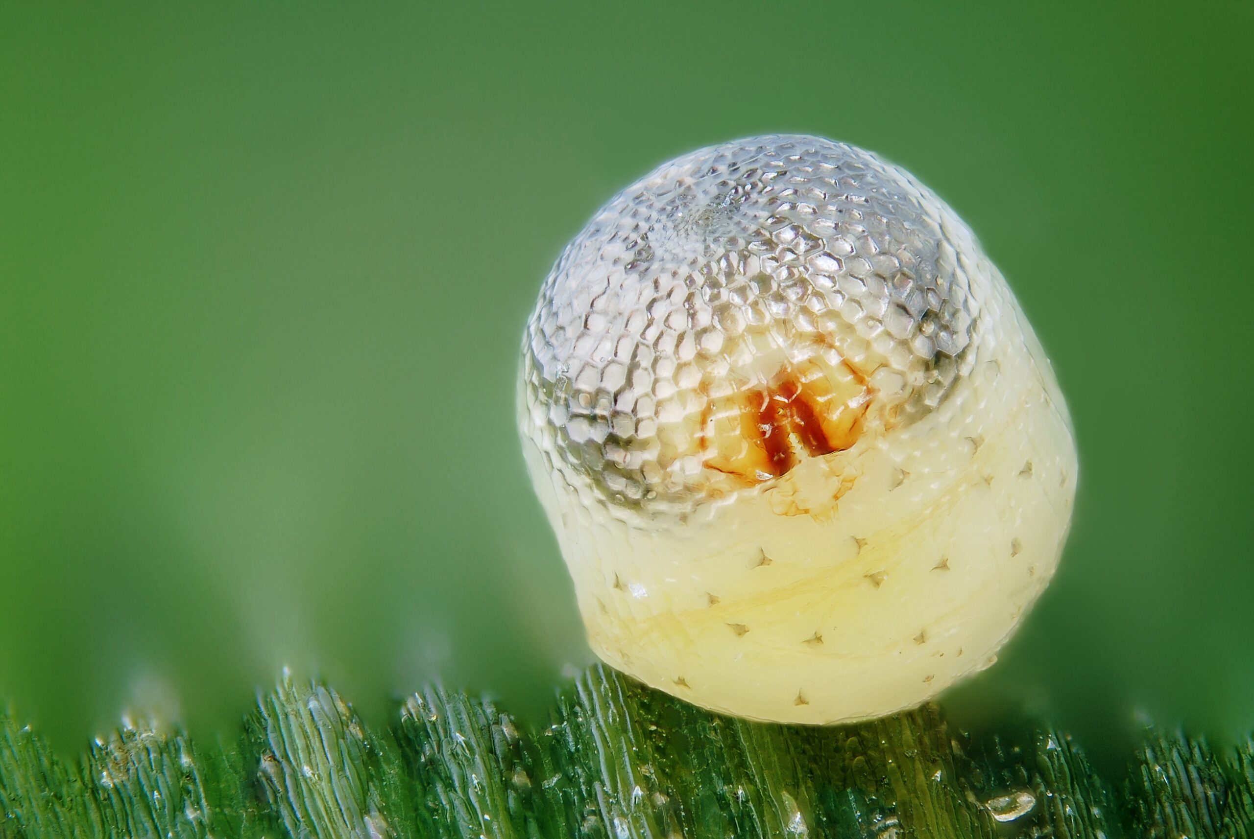 Metabolic Costs and Energy Management (image credits: originally posted to Flickr as Pararge aegeria egg with embryo, CC BY-SA 2.0, https://commons.wikimedia.org/w/index.php?curid=11914502)