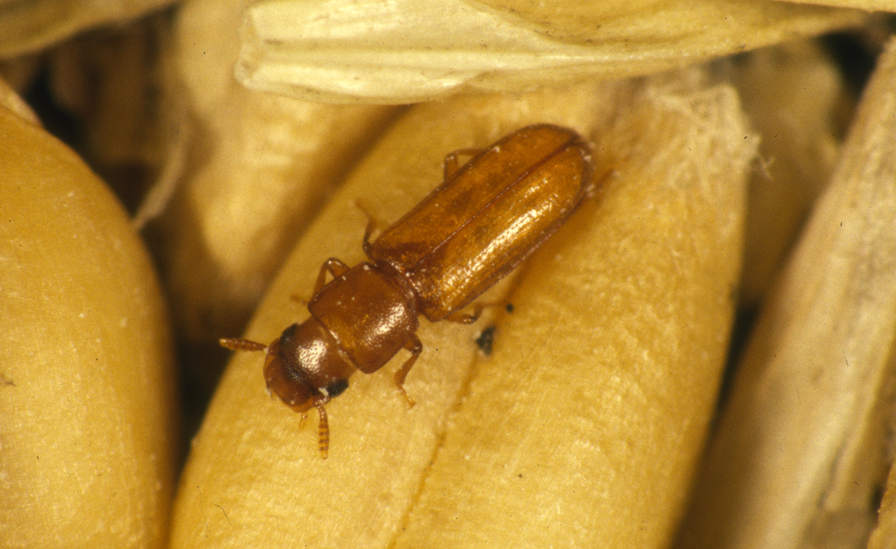 Kitchen Commandos: Insects in Your Food Supply (image credits: By division, CSIRO, CC BY 3.0, https://commons.wikimedia.org/w/index.php?curid=35474391)