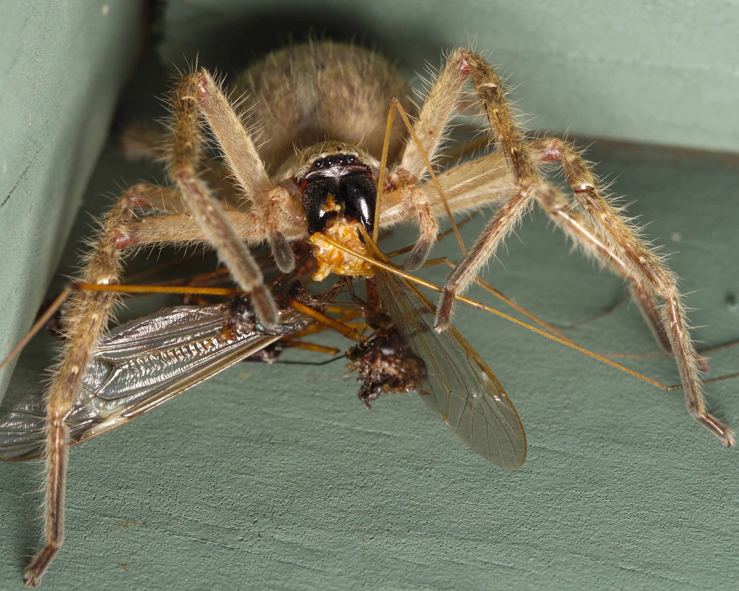 Beneficial Boarders: Insects That Help (image credits: By Junkyardsparkle, CC0, https://commons.wikimedia.org/w/index.php?curid=48918088)