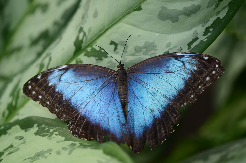 Nature's Light-Trapping Secrets Revealed (image credits: flickr)