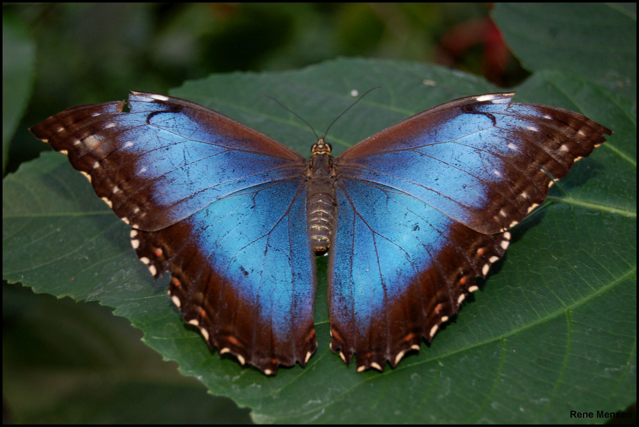 Morpho Butterflies: The Gold Standard for Light Manipulation (image credits: wikimedia)