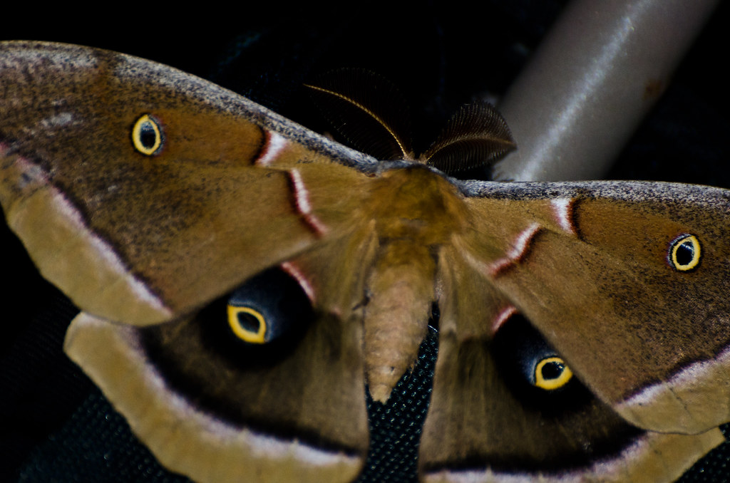 The Colossal Size That Defies Expectations (image credits: flickr)
