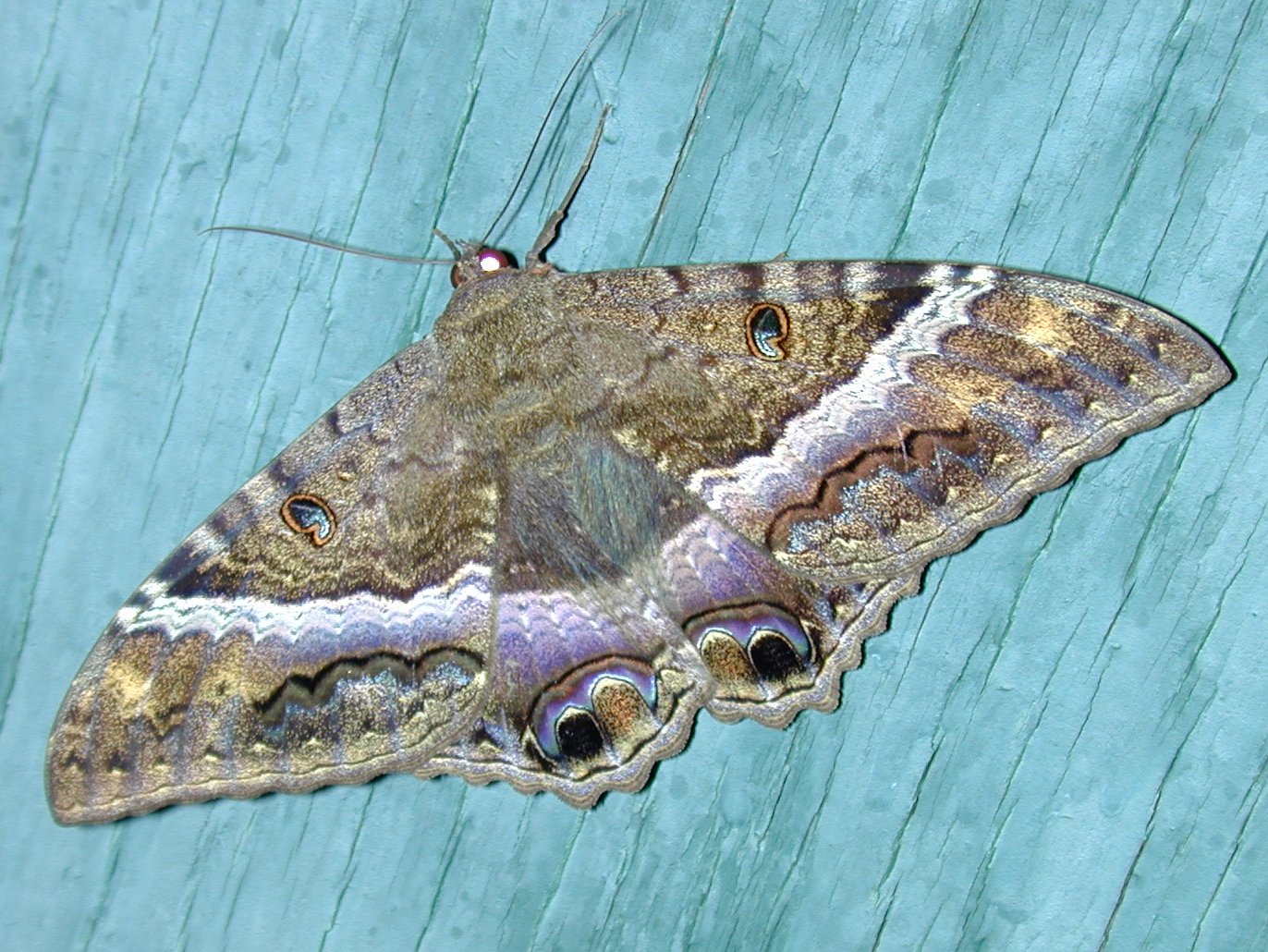 The Haunting Beauty of Their Dark Wings (image credits: wikimedia)