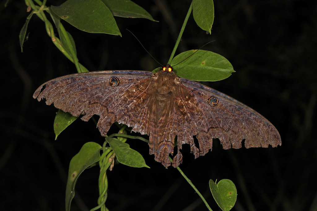Nocturnal Habits and Flight Patterns (image credits: flickr)