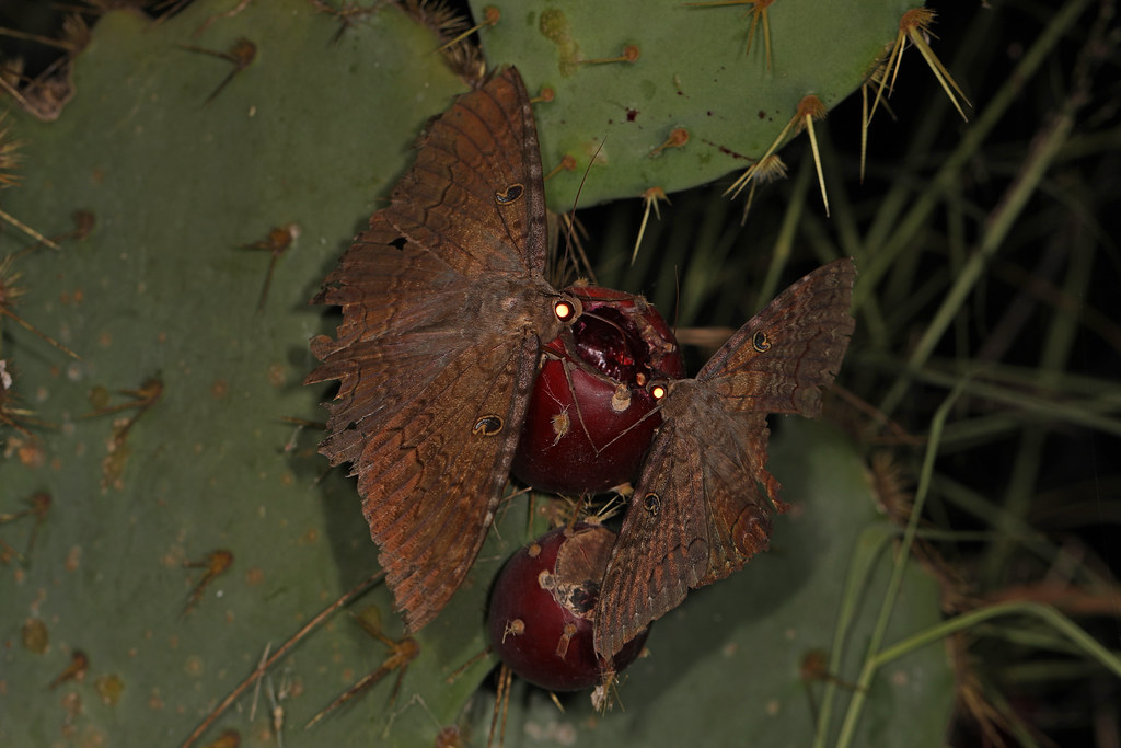Reproduction and Mating Rituals (image credits: flickr)