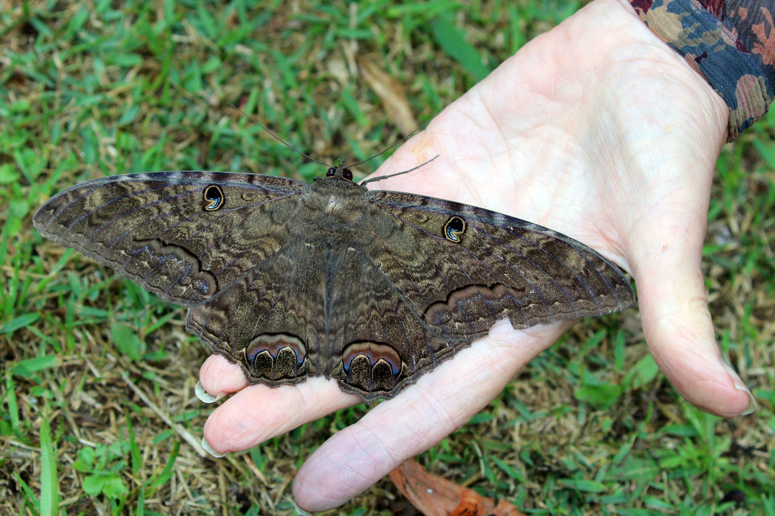 Supernatural Folklore and Cultural Significance (image credits: wikimedia)