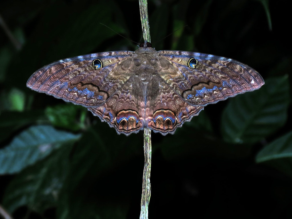 Common Misconceptions and Myths (image credits: flickr)