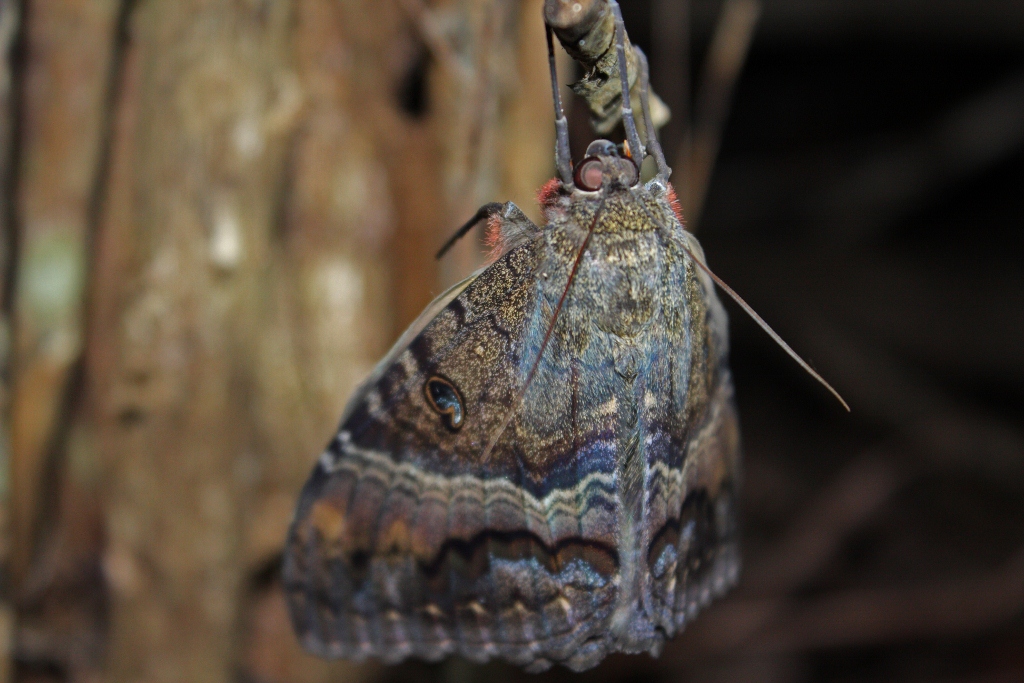 Natural Predators and Survival Strategies (image credits: Black Witch (Ascalapha odorata)

Uploaded by mgiganteus, CC BY 2.0, https://commons.wikimedia.org/w/index.php?curid=27451083)