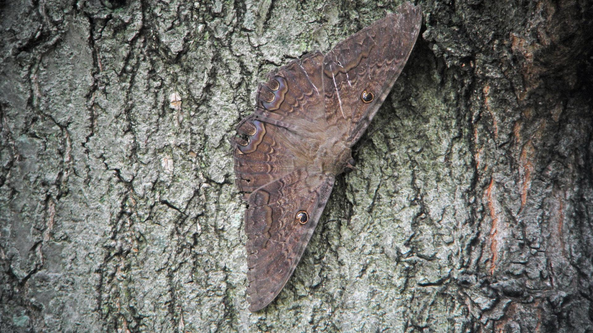 Conservation Status and Protection Efforts (image credits: # 8649 – Ascalapha odorata – Black Witch Moth, CC BY 2.0, https://commons.wikimedia.org/w/index.php?curid=39170765)