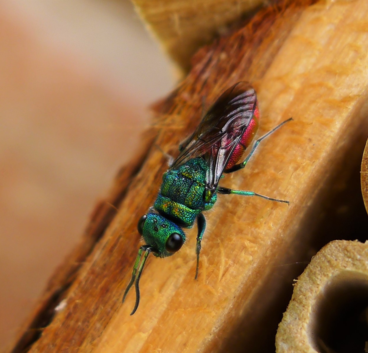 The Emerald Assassin Among Us (image credits: wikimedia)