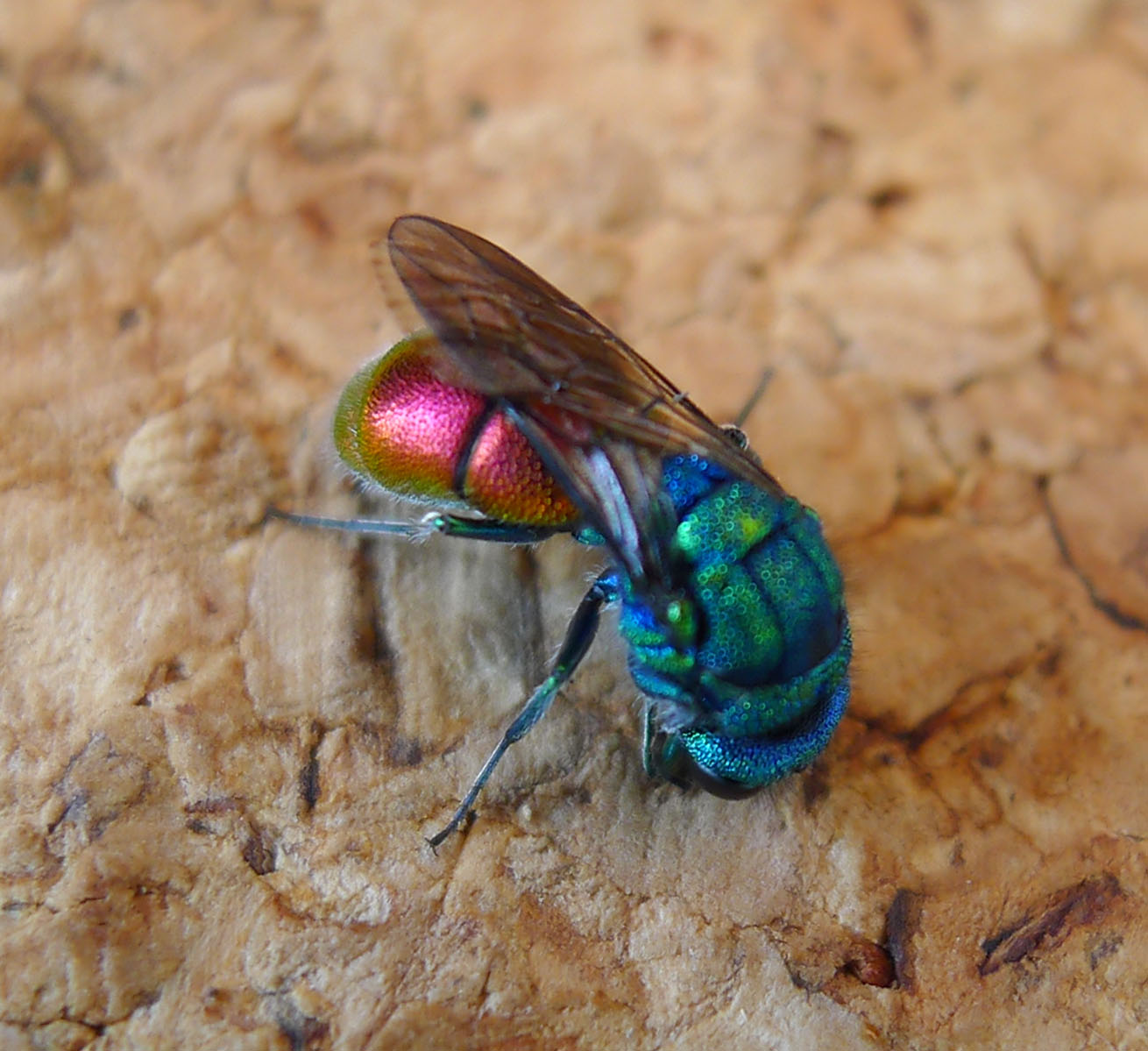 The Hatching Horror (image credits: Jewel Wasp. Chrysura radians, CC BY 2.0, https://commons.wikimedia.org/w/index.php?curid=49914980)