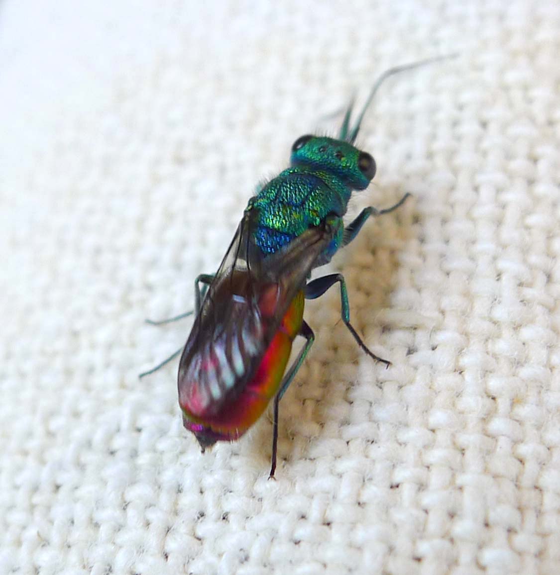 Implications for Human Understanding (image credits: Jewel Wasp. Chrysura radians, CC BY 2.0, https://commons.wikimedia.org/w/index.php?curid=49910103)